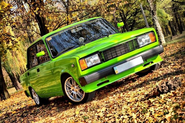 Lada de couleur inhabituelle dans le feuillage d automne