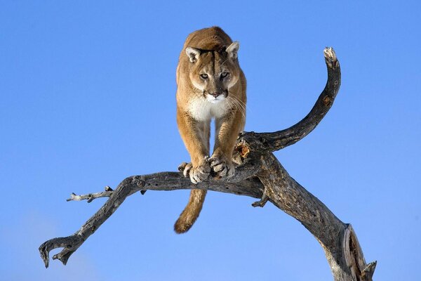 A wild cat on a branch of a dry tree