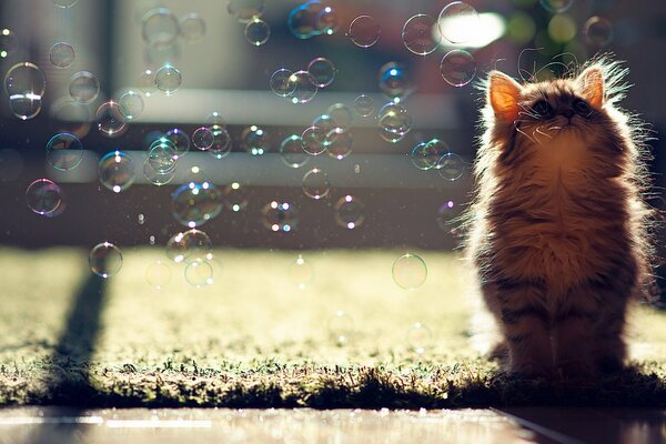 Котёнок на траве. Мыльные пузыри ему не интересны