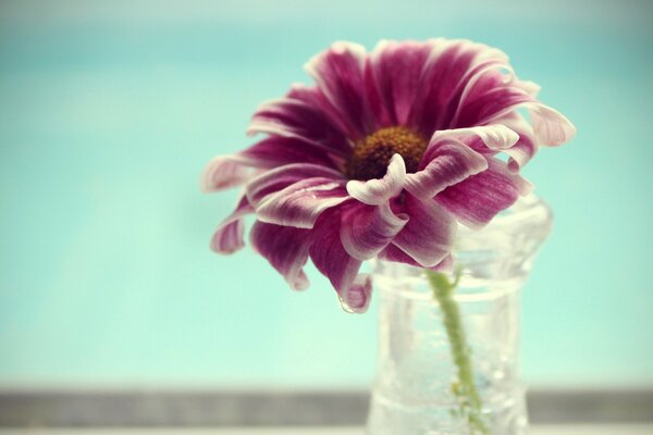 Eine Blume mit zarten Blütenblättern in einer Vase