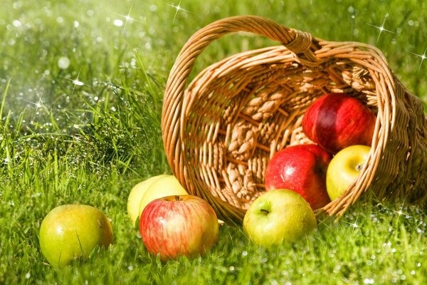 Pommes dans un panier sur une clairière verte