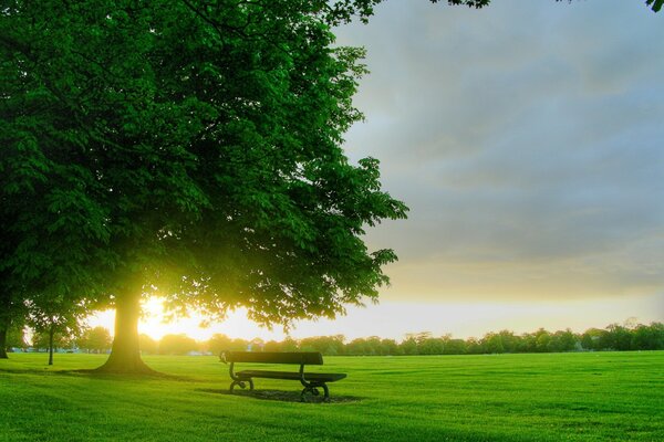 Bench on a background of wood and green grass