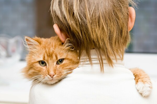 Gatto rosso giace sulla spalla del ragazzo