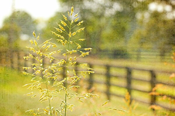 A blade of grass on the background of a fence