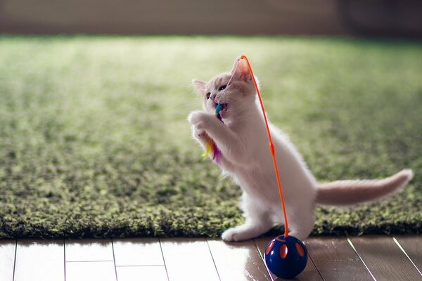 Chaton devant la pelouse avec une boule de jouet