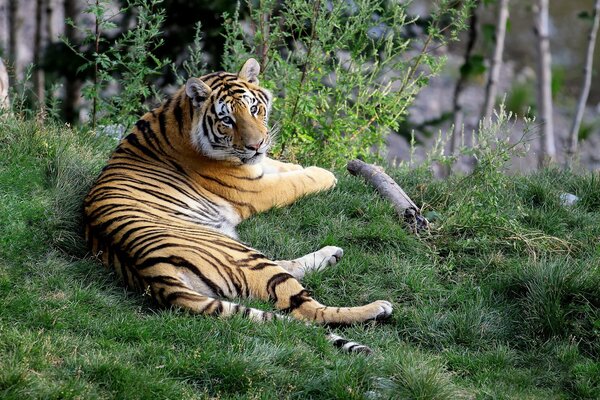 Tiger looks lying on the grass