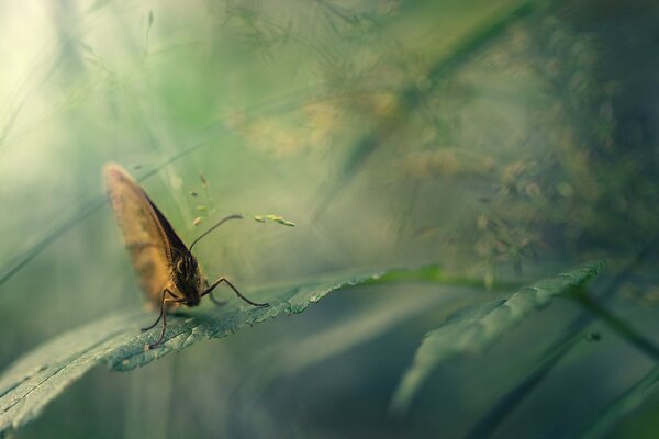 Foto macro de una mariposa natural en una hoja