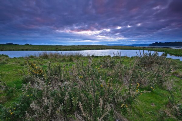 Landscape of lake and plants