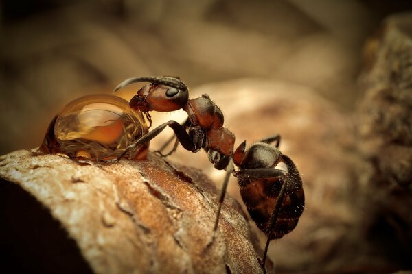 Photo of macro drops and a drinking ant