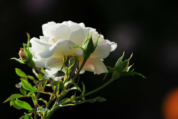 White blooming rose in the morning