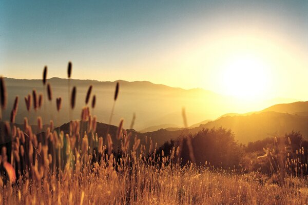 Sunset on the background of a wheat field