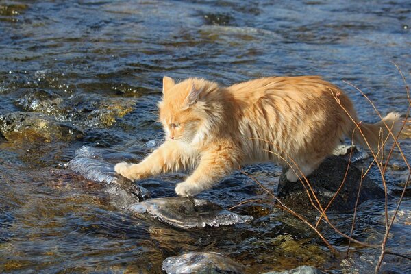 Intrépido explorador de gatos pelirrojos