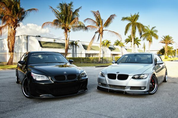 Dos coches BMW fresco en el fondo de las palmeras y el cielo azul puro