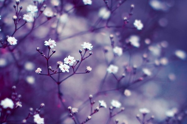Białe małe kwiaty na liliowym tle