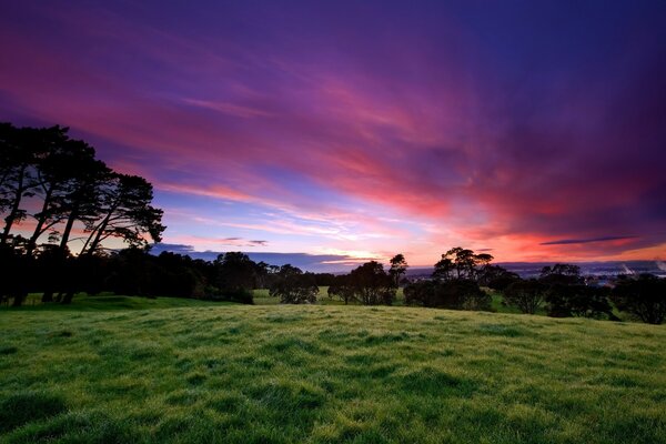 Coucher de soleil et herbe. Horizon. Paysage