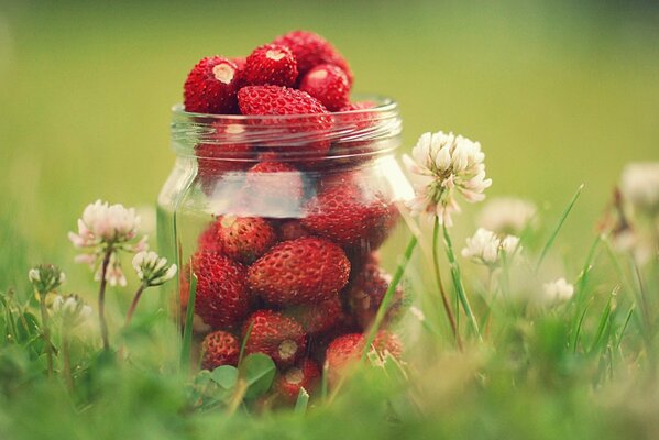 A jar of strawberries, in flower clover, grass and greenery