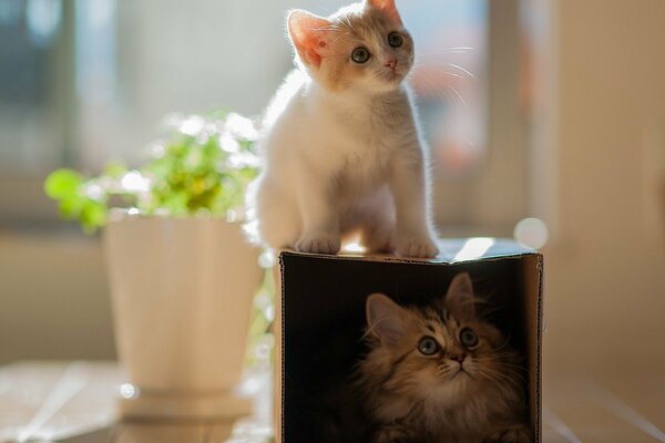 Chaton mignon sur la boîte secrète