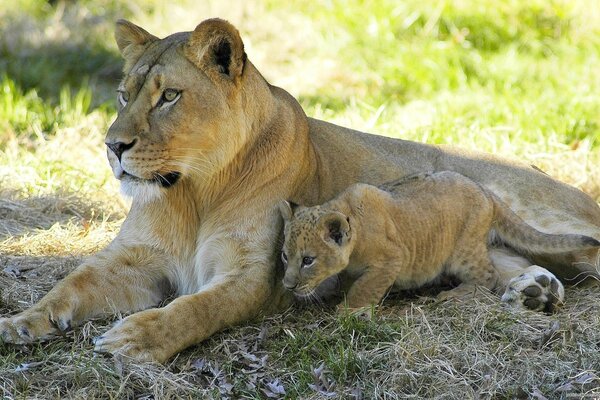 The lioness and the lioness are resting in the shade