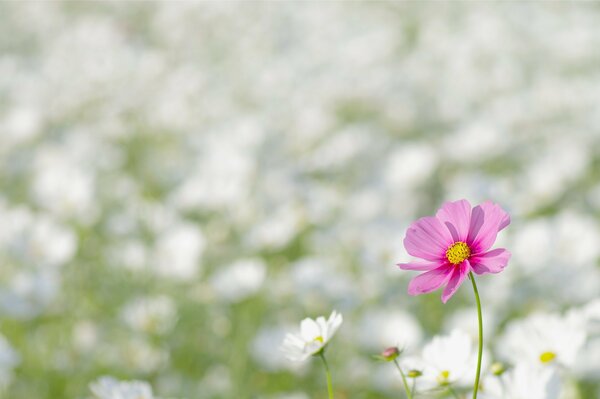 Pink flower on a background of white flowers