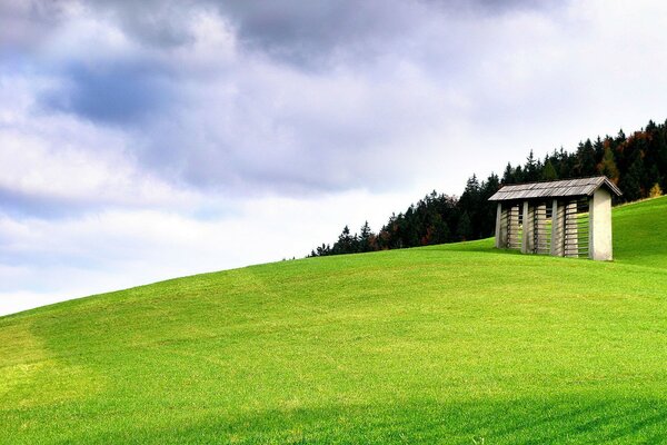 Wunderbares grünes Gras auf dem Hintergrund von Bäumen und Himmel