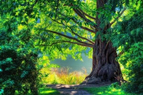 Fabulous green forest and water