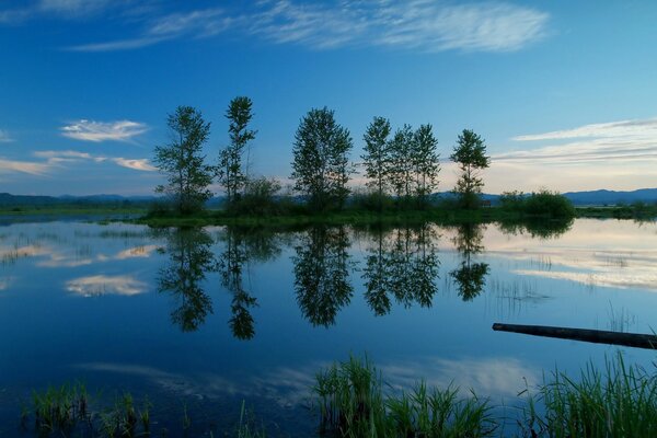 Landscape. Reservoir. Trees. Blue background