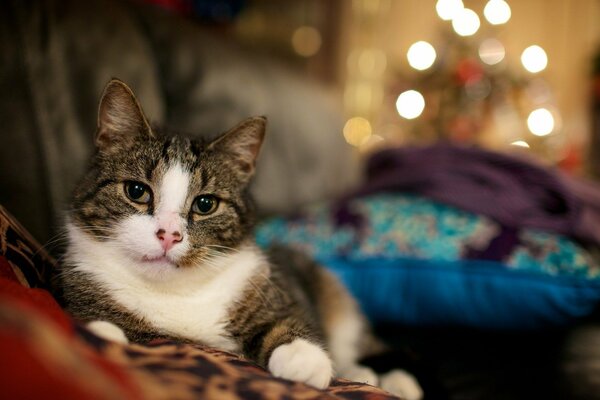 Festive lights next to the cat