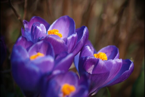 Crocus violets à noyau jaune