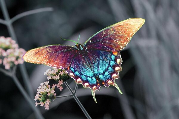 Mariposa brillante sobre fondo gris