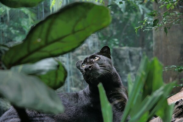 Czarna pantera w dżungli