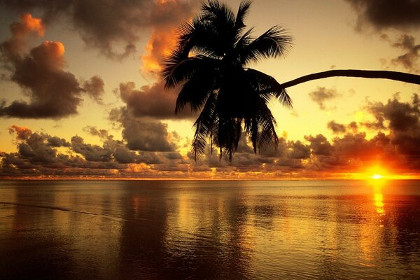 Plage paradisiaque. palmier, coucher de soleil sur la mer