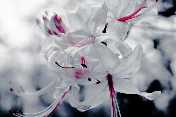 Schneeweiße Blumen mit roten Flecken