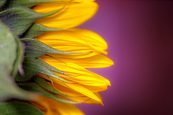 Un pequeño girasol sobre un fondo púrpura