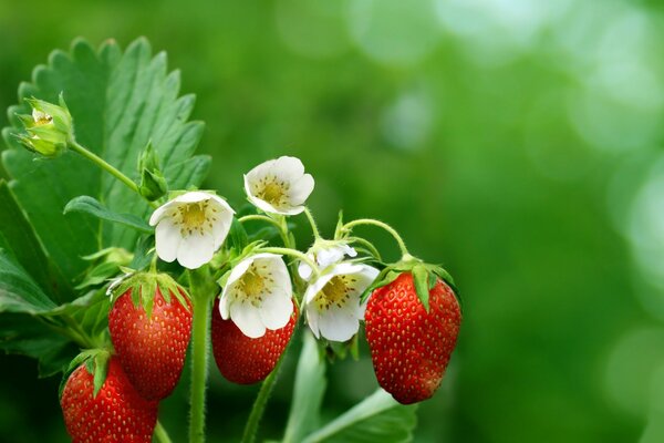 Strawberry berries with leaves and flowers