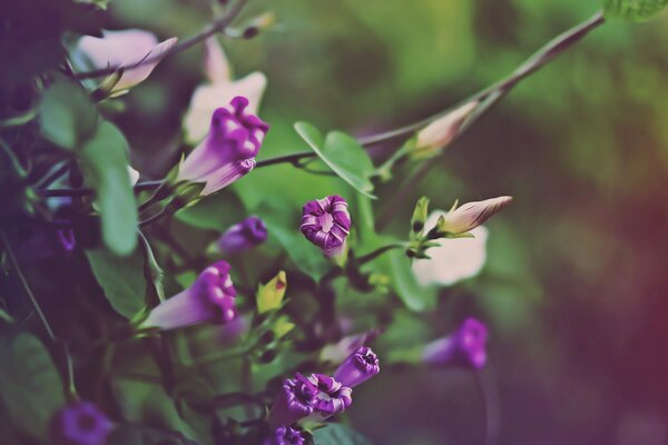 Piccoli boccioli viola di autunno