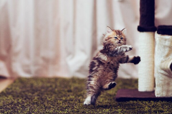 A little kitten in a huge jump