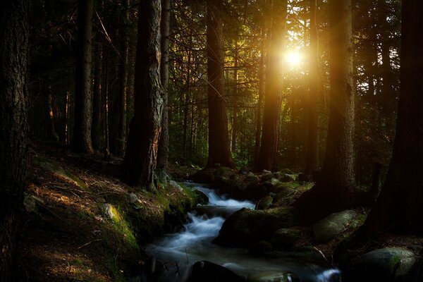 Ruisseau de la forêt et le soleil au coucher du soleil