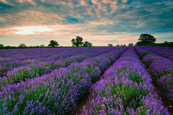 Lavender field and bare blue sky