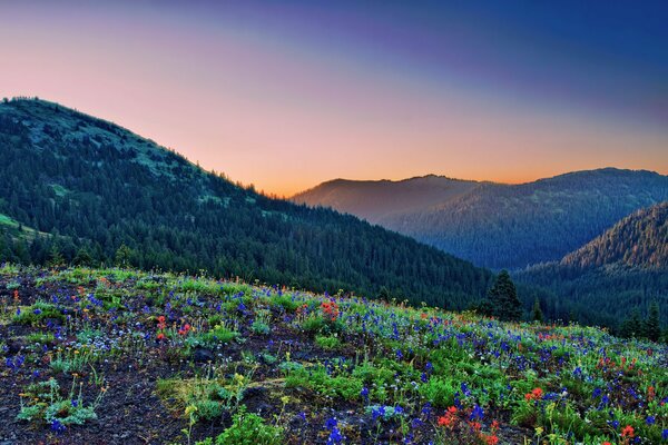 A bright carpet of flowers at sunset