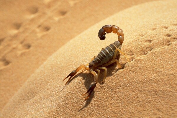 Gros plan de prise de vue d un Scorpion sur le sable