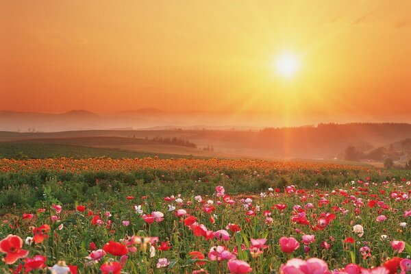 Blumenfeld auf Sonnenuntergang Hintergrund