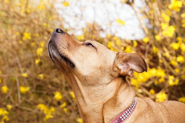 Der Hund atmet die Herbstluft