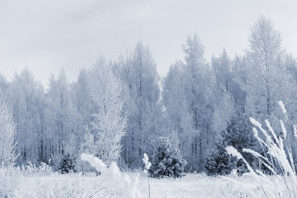 Alberi innevati nella foresta invernale