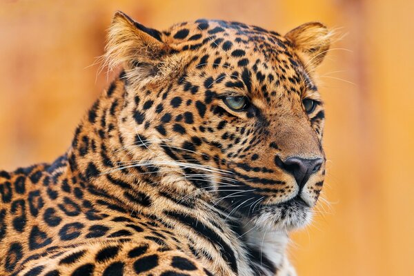 Si trova un leopardo serio. Vero ritratto