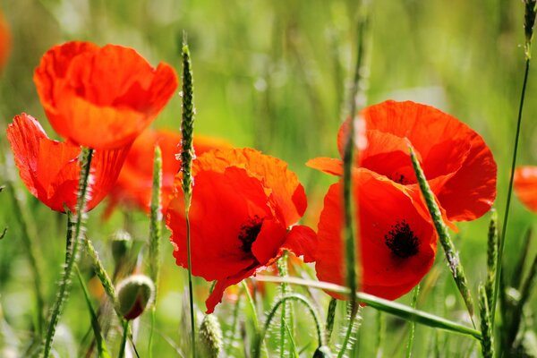 Juicy red poppies on a green background