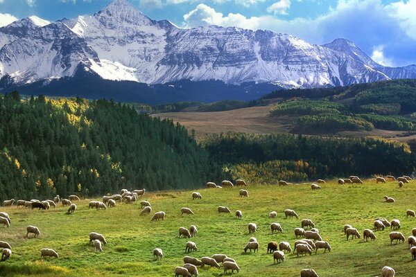 Pâturage près des montagnes et beaucoup de moutons