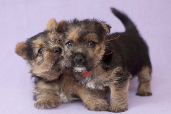 Puppies play with each other