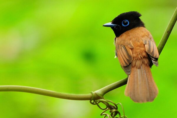 Kleiner Vogel mit schwarzem Kopf auf einem grünen Zweig