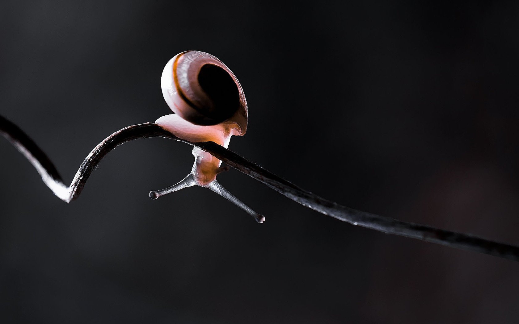 nail stem antennae macro vine