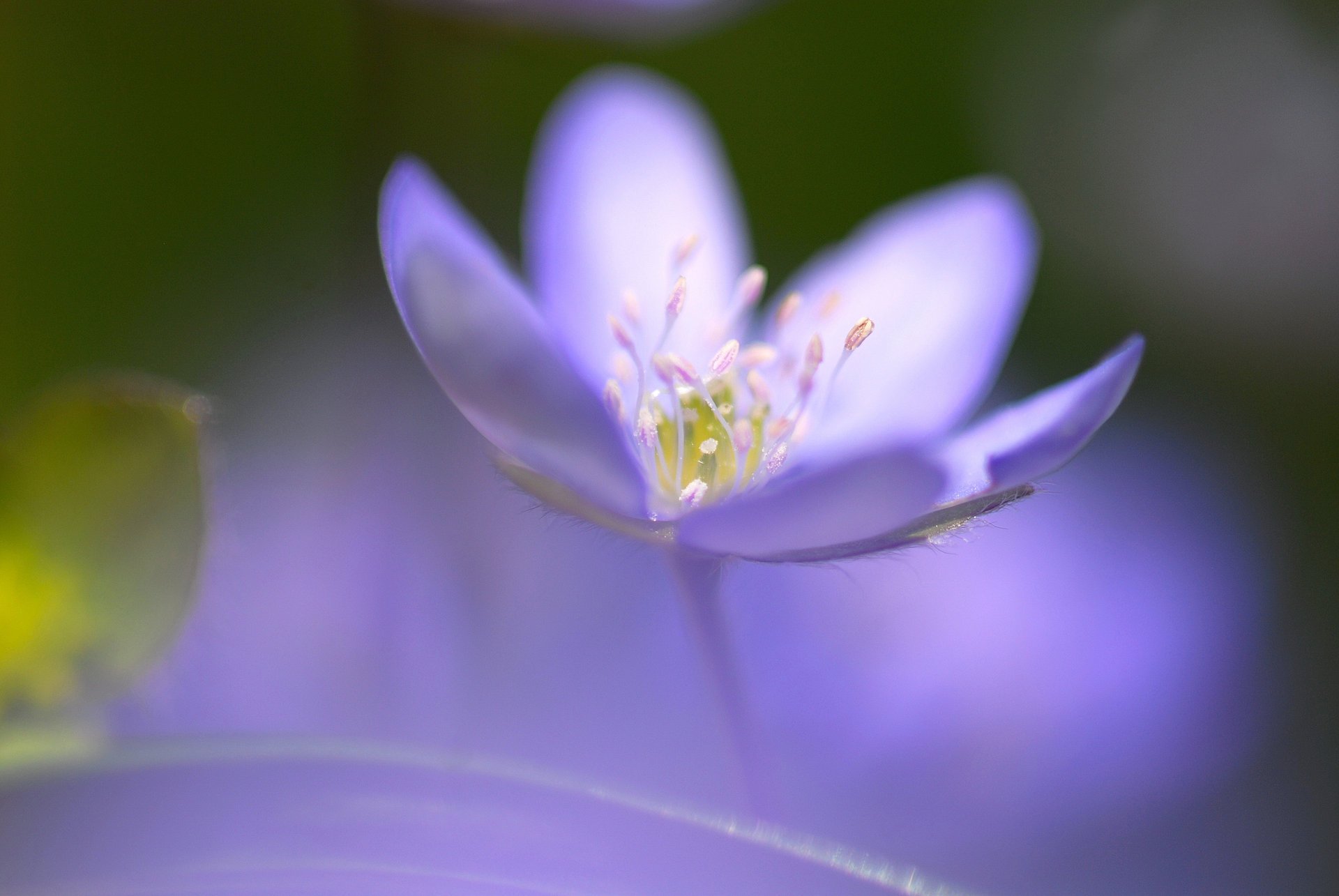 blume blau fokus eins mitte rosengewässer